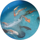 Steve's Koi profile picture