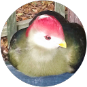 Russell Marks profile picture